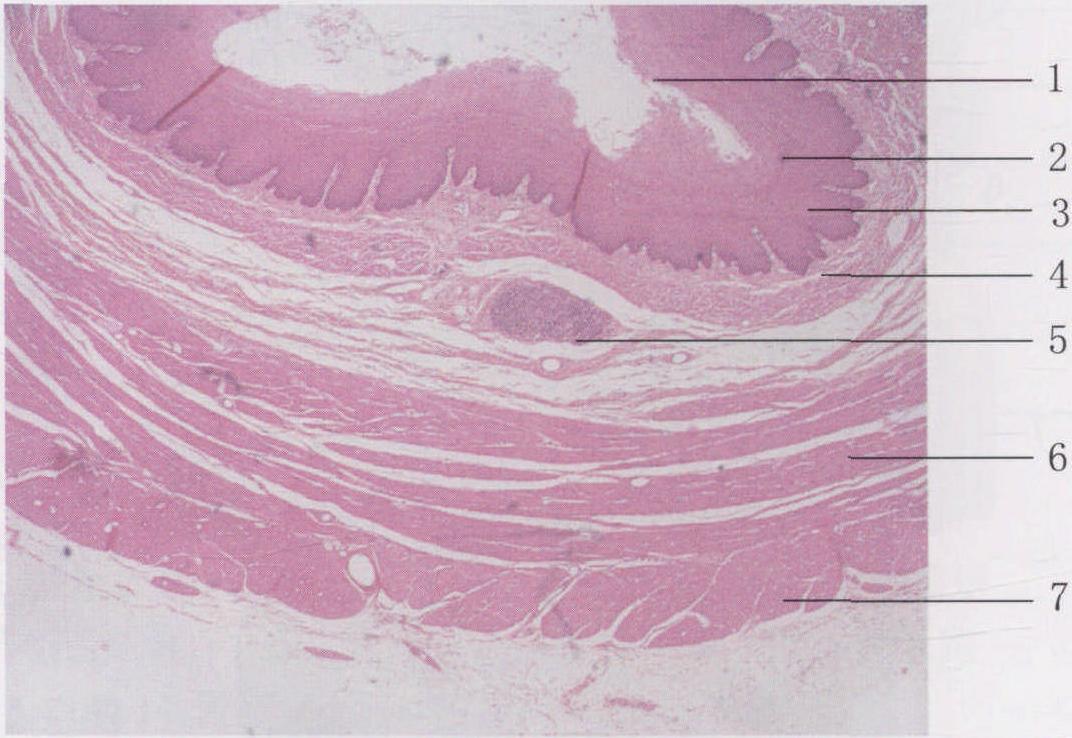 (图) 食管的微细结构
